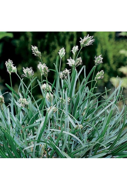 Sesleria caerulea